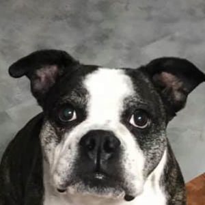 Meet your Posher, Dixie